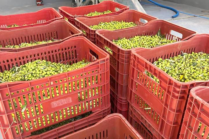 Guaíba tem primeira agroindústria do azeite