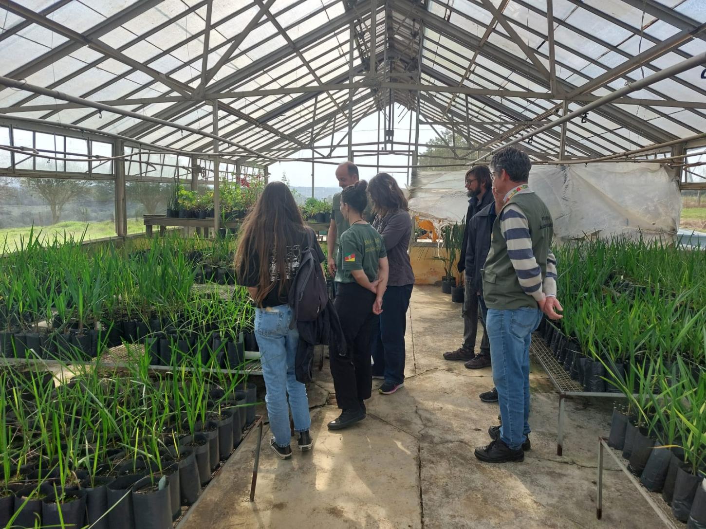 Projeto vai financiar estudo sobre butiazais no RS