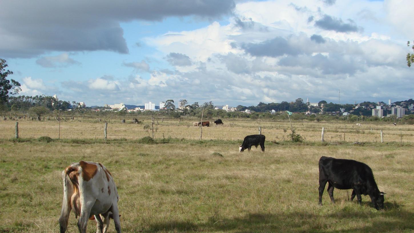 Declaração de Rebanho 2026 começa na próxima quarta (1º/4); saiba como fazer