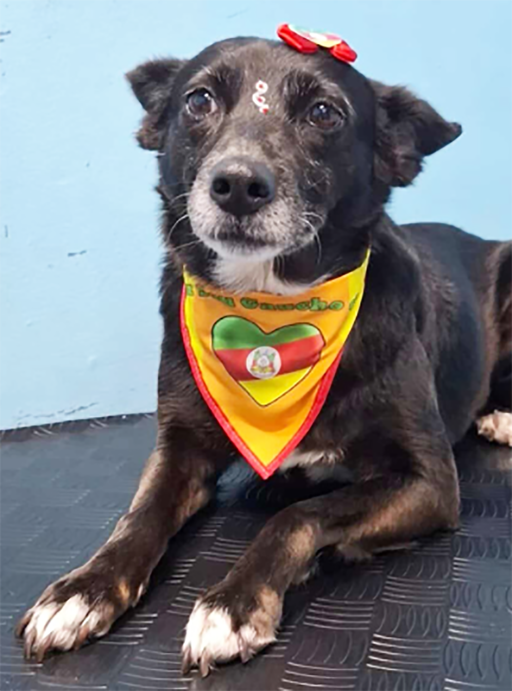 Chispita é a primeira pet enterrada no Cemitério de Guaíba e no RS