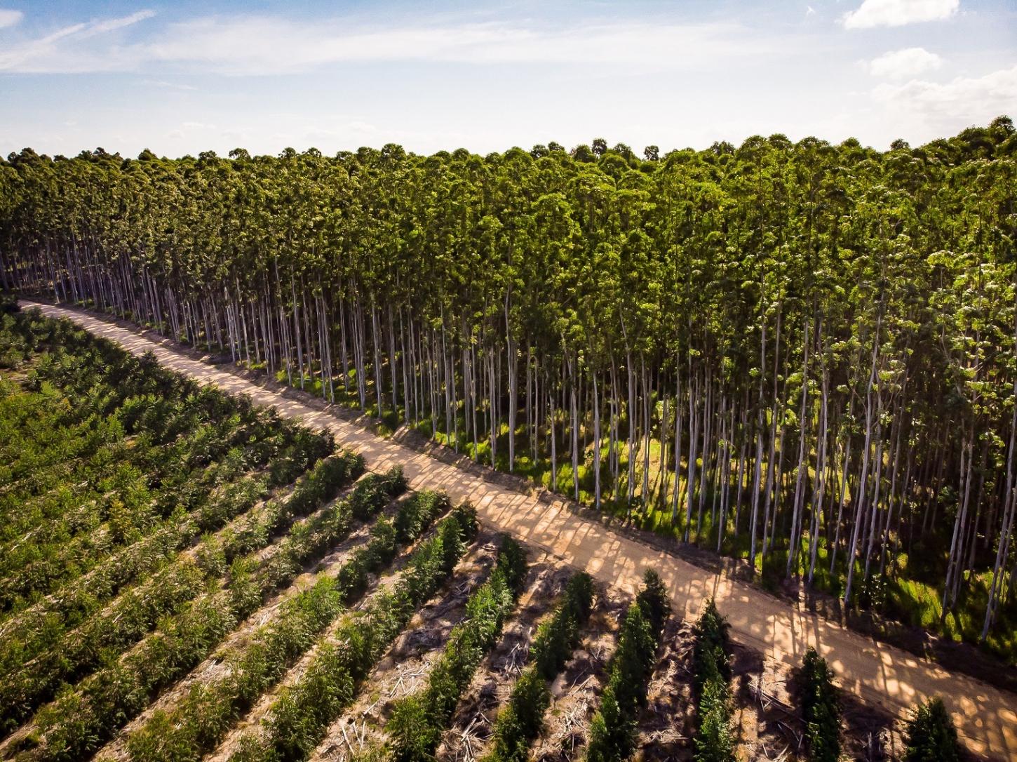 Relatório de sustentabilidade da CMPC destaca mais de 425 mil hectares de conservação na América do Sul